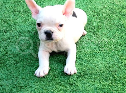 Fransız Bulldog Yavru İlanı Izmir