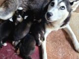 Sibirya Kurdu Yavrular (Bursa Köpek Okulu)