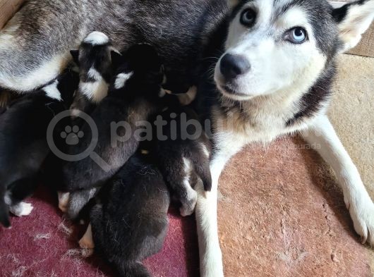 Sibirya Kurdu Yavrular (Bursa Köpek Okulu) görsel