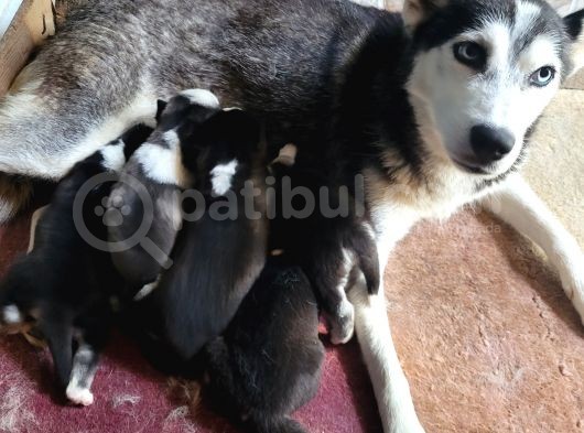 Sibirya Kurdu Yavrular (Bursa Köpek Okulu)