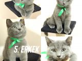 Scottish Erkek Yavrular 2,5 Aylık