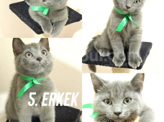 Scottish Erkek Yavrular 2,5 Aylık görsel
