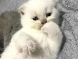 Scottish Fold Yavru — British Shorthair Yavru
