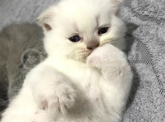 Scottish Fold Yavru — British Shorthair Yavru görsel