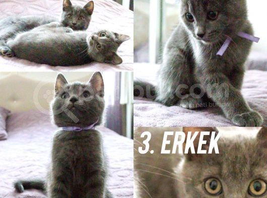 Scottish Erkek Yavrular 2,5 Aylık görsel