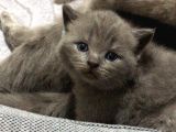 Scottish Fold Yavru — British Shorthair Yavru