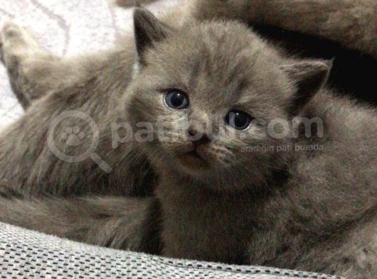 Scottish Fold Yavru — British Shorthair Yavru görsel