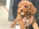 Toy Poodle Bebeklerimiz