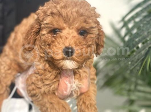 Toy Poodle Bebeklerimiz