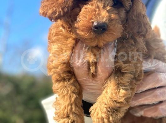 Pasaportlu Poodle Bebeklerimiz görsel