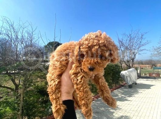 Irk Garanti̇li̇ Pasaportlu Poodle Yavrularımız