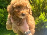 Sağlık Garantili 1.Sınıf Poodle Yavrularımız