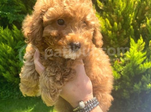 Sağlık Garantili 1.Sınıf Poodle Yavrularımız görsel