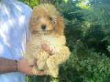 Irk Garanti̇li̇ Pasaportlu Poodle Bebekleri̇mi̇z