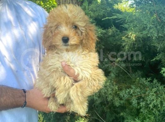 Irk Garanti̇li̇ Pasaportlu Poodle Bebekleri̇mi̇z görsel