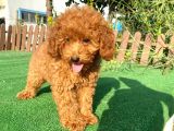 Süper Kali̇te Poodle Yavrularımız