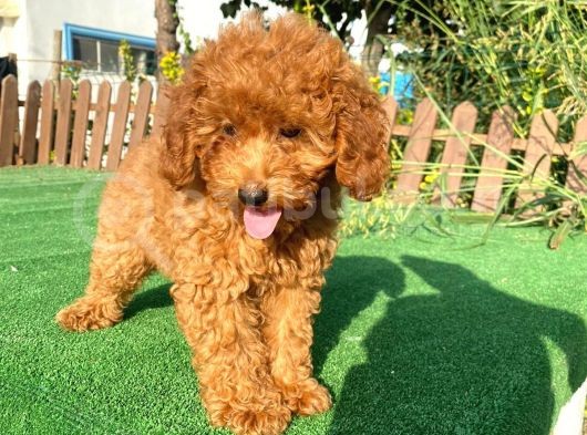 Süper Kali̇te Poodle Yavrularımız