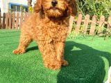 Süper Kali̇te Poodle Yavrularımız