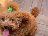 18 Aylik Di̇şi̇ Toy Poodle