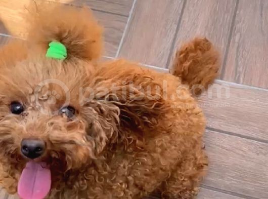 18 Aylik Di̇şi̇ Toy Poodle görsel
