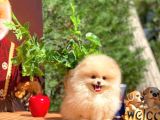 Safkan Boo Pomeranian