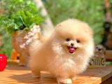 Safkan Boo Pomeranian