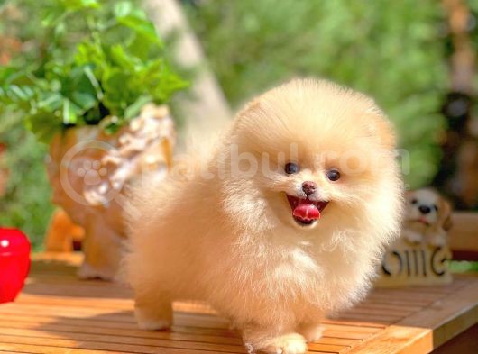 Safkan Boo Pomeranian görsel