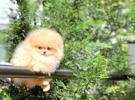 Safkan Boo Pomeranian görsel