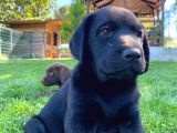 scr belgeli ırk garantili sevimli labradorlarımız
