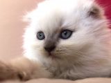 Beyaz Scottish Fold