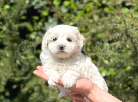 Anne Altından Dişi Maltese Terrier görsel