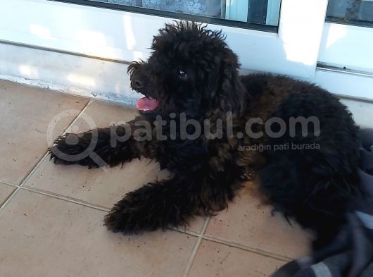 Toy Poodle Siyah İnci görsel