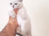 Scottish Fold Yavrularımız