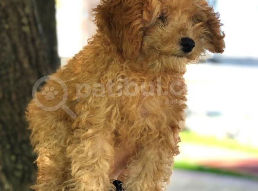 Ev Doğumu Dişi Red Toy Poodle görsel