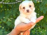 Sevimli Maltese Terrier