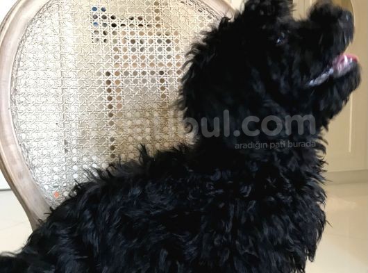 Siyah Dişi Maltipoo görsel