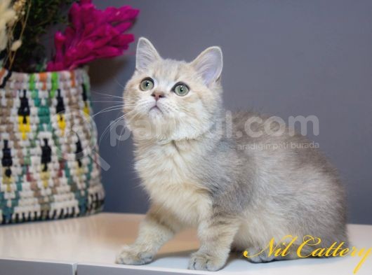 Wcf Full Şecereli̇ Ay25 Bluegolden Mi̇kroçi̇pli̇ görsel