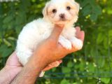 Sevimli Maltese Terrier