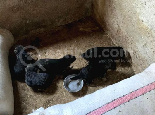 Alman Kurdu Yavruları görsel