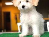 Özel Yüz Hattına Sahip Dişi Maltipoo Yavrum