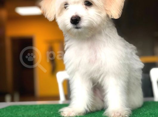 Özel Yüz Hattına Sahip Dişi Maltipoo Yavrum görsel