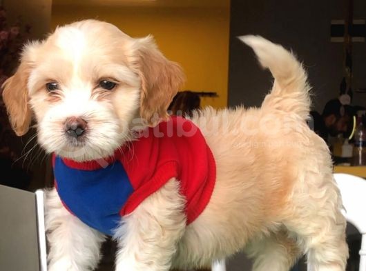 Dişi Ve Erkek Maltipoo Kardeşler görsel
