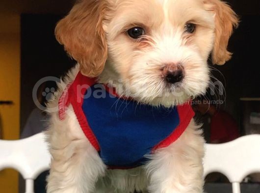 Dişi Ve Erkek Maltipoo Kardeşler görsel