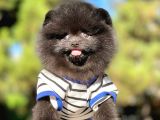 Siyah Pomeranian Boo