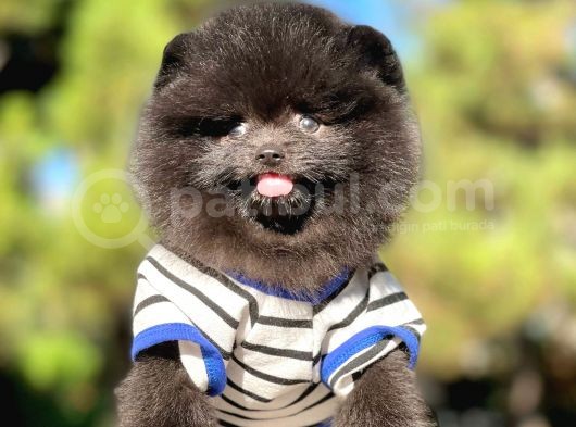 Siyah Pomeranian Boo görsel