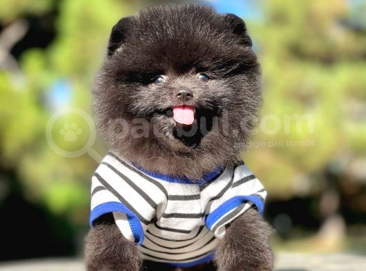 Siyah Pomeranian Boo