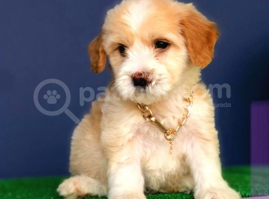 Dişi Ve Erkek Maltipoo Kardeşler
