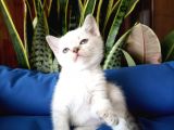 British Shorthair Lynx Point En Özel Renkler