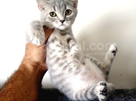 Scottish Fold Yavrularımız görsel