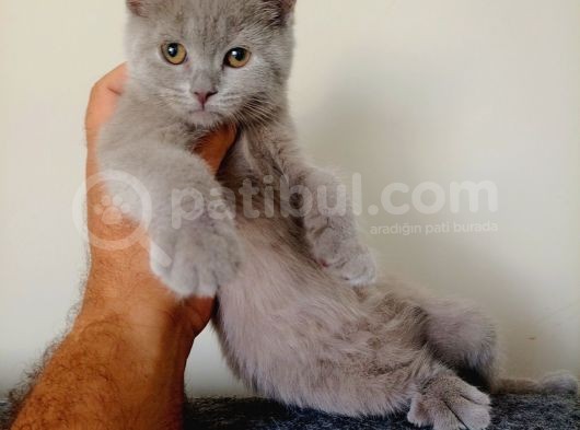British Shorthair Yavrular Sizler İçin görsel